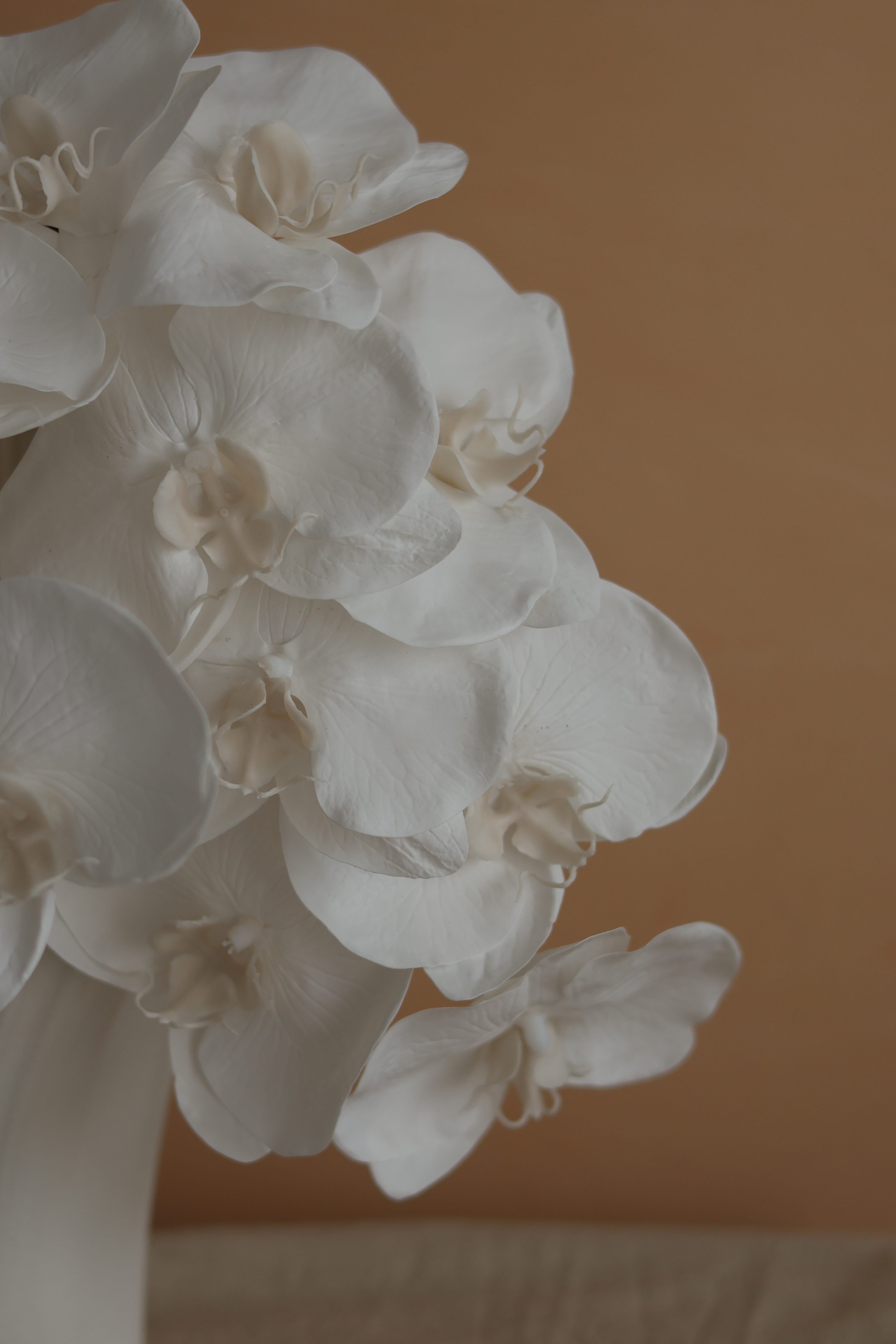 Phalaenopsis Orchid Stem