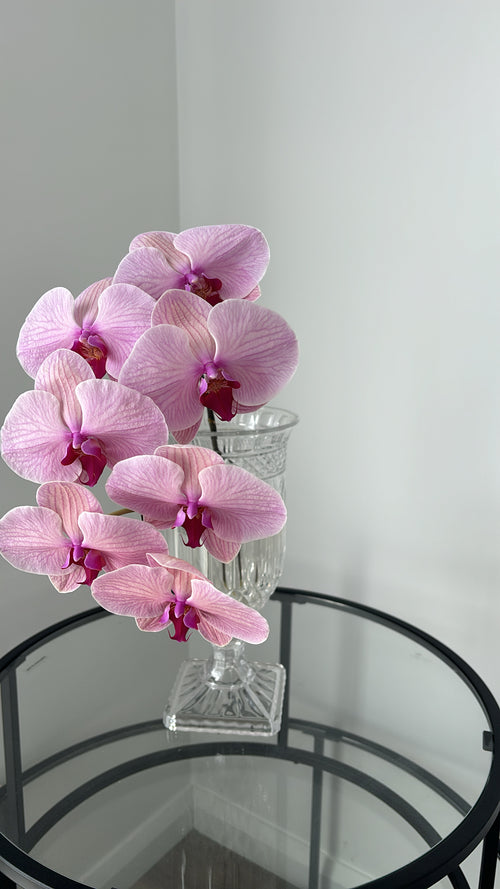 $50 Monthly Orchid Drop