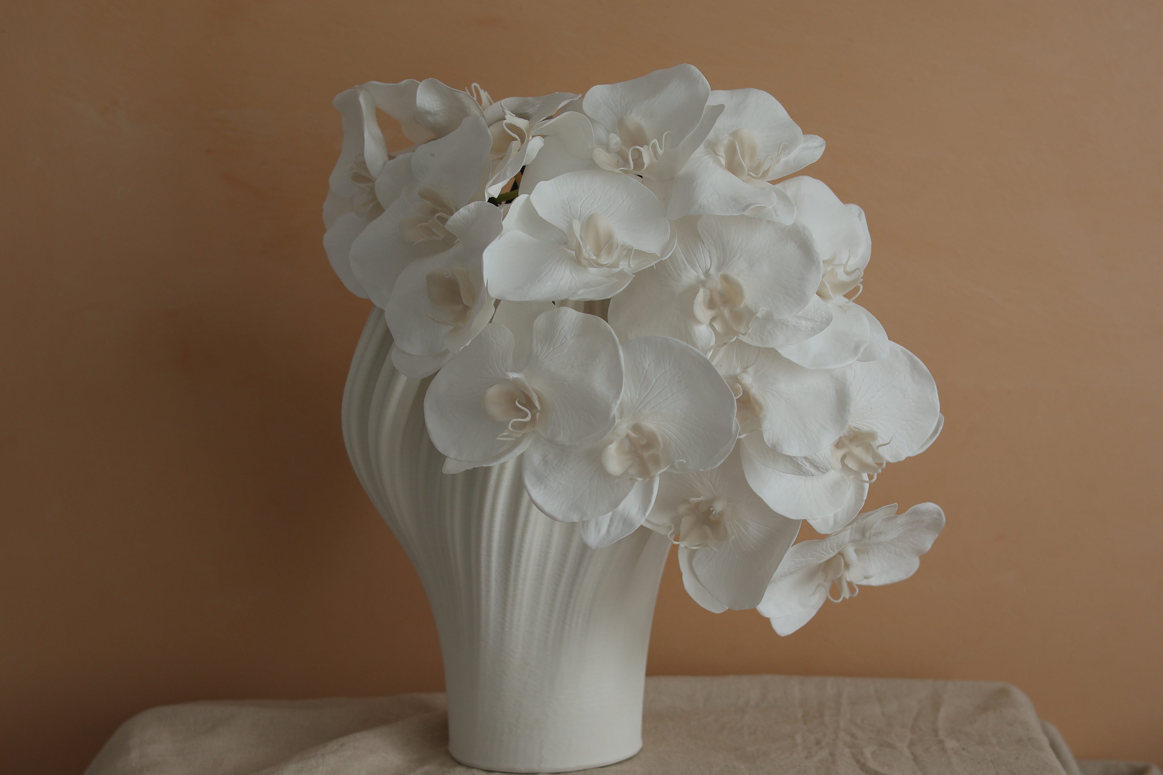 Phalaenopsis Orchid Stem