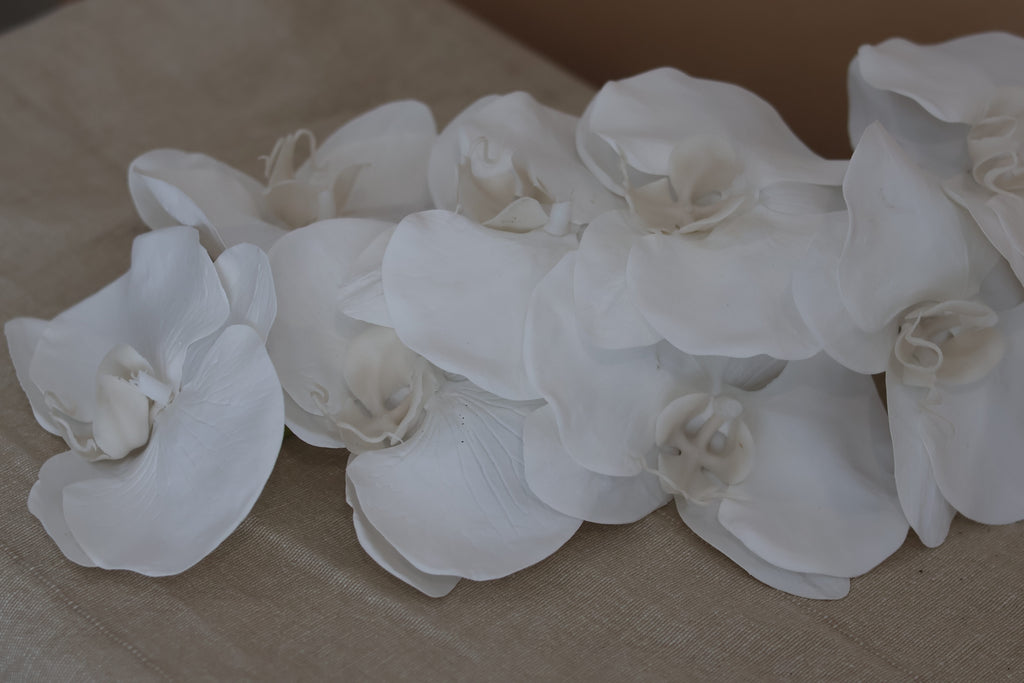 Phalaenopsis Orchid Stem