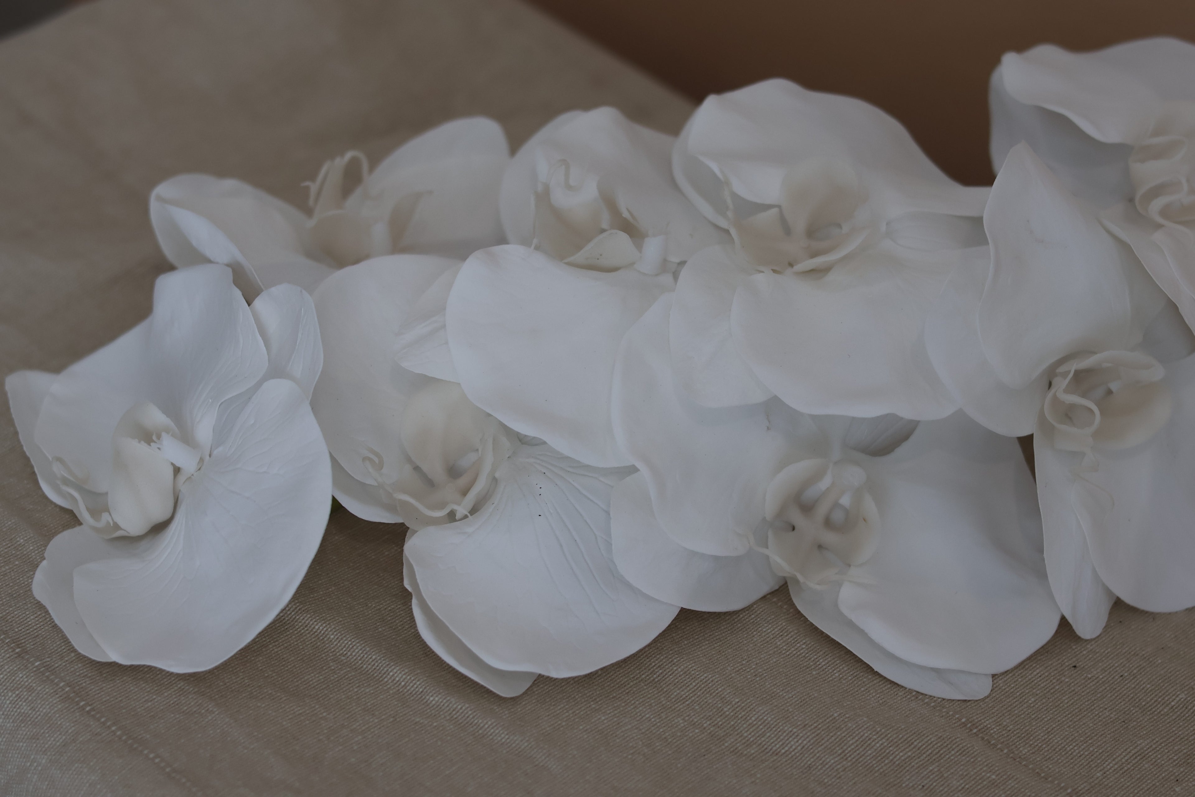 Phalaenopsis Orchid Stem