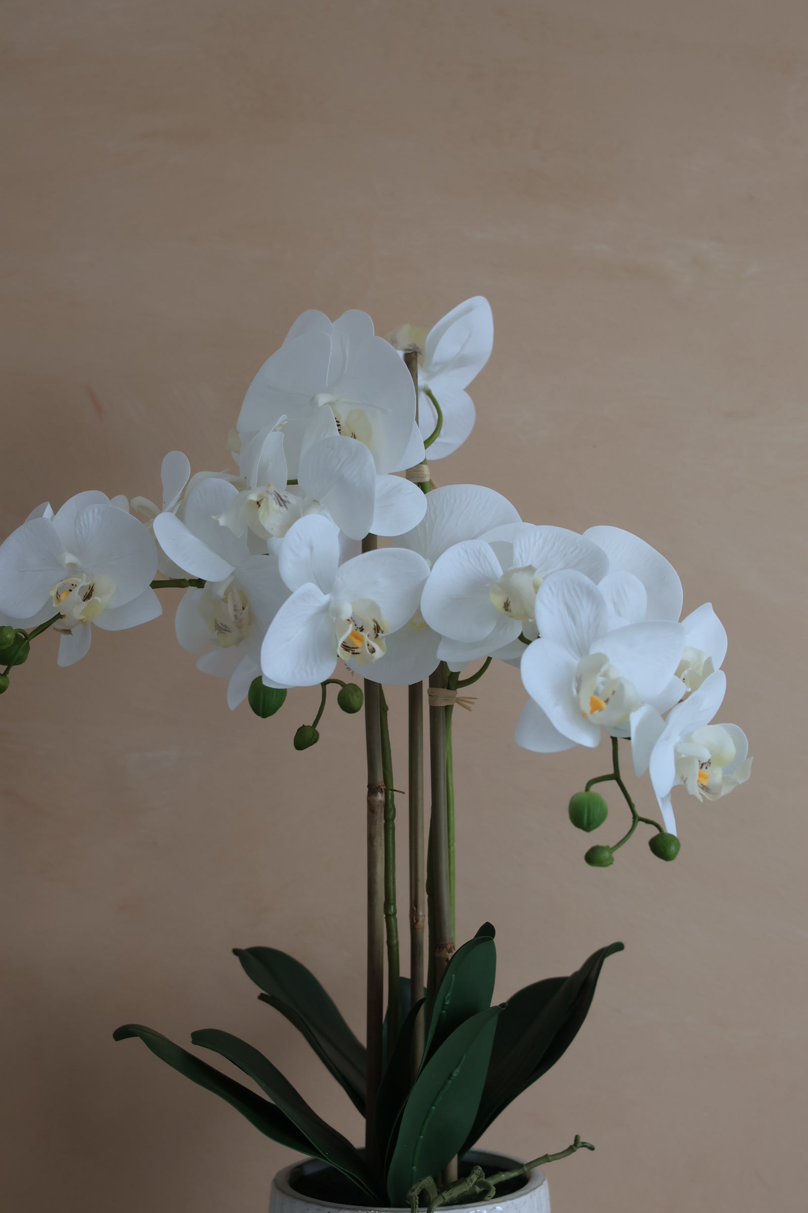 Orla Orchid Pot Plant