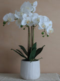 Orla Orchid Pot Plant