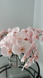 $150 Monthly Orchid Drop