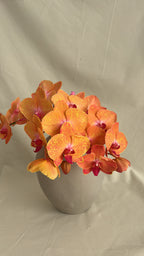 $150 Monthly Orchid Drop